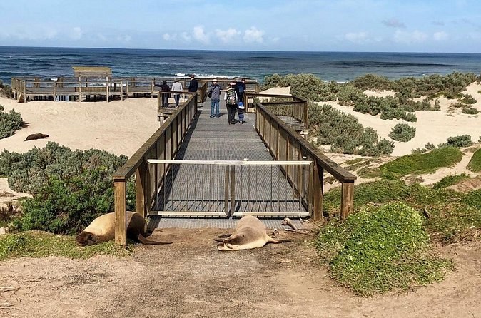 A timber boardwalk through the dunes, with sea lions resting on the sand beside it