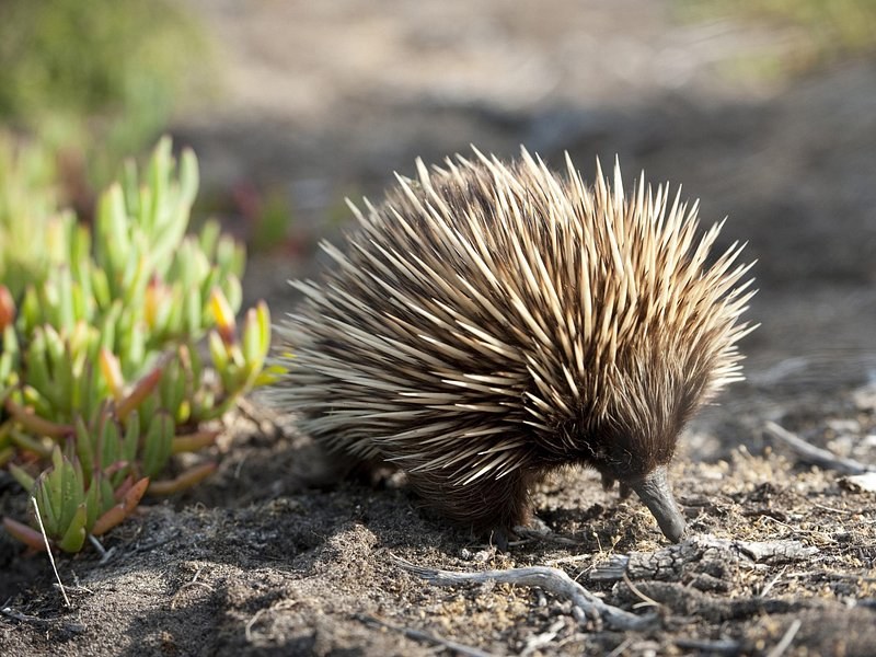 An echidna nosing through low coastal plants