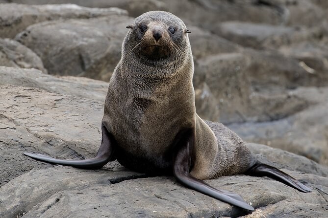A fur seal propped up on a grey granite ledge