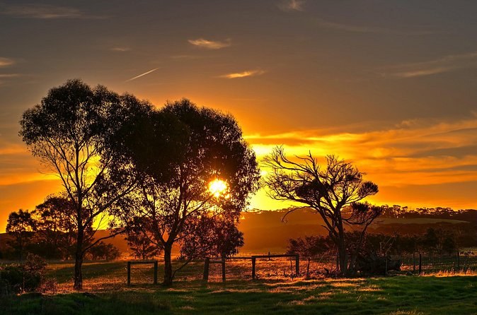 Gum trees silhouetted against an orange sunset over a paddock