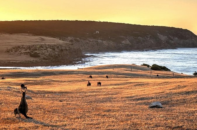 Kangaroos grazing on a golden paddock above a curved bay in late light