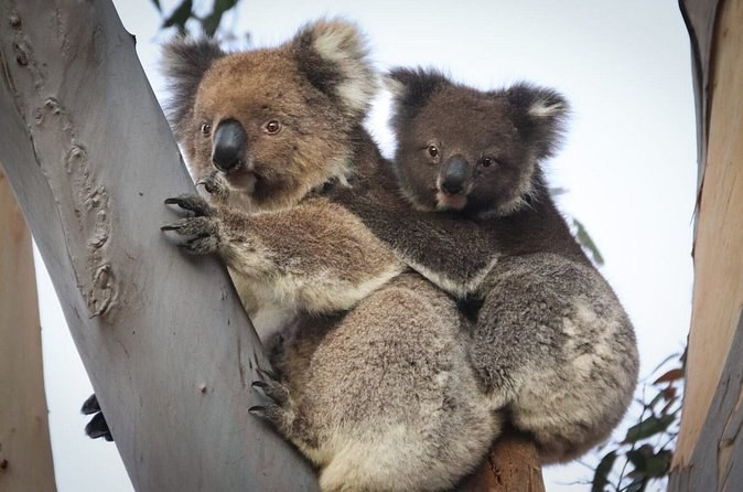 A koala mother and her joey clinging to a pale gum trunk