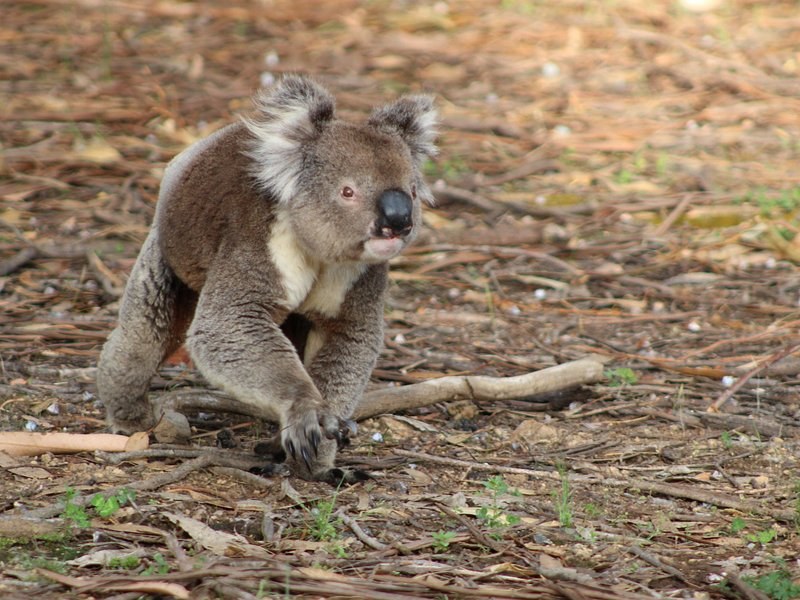 A koala walking across leaf litter on the forest floor