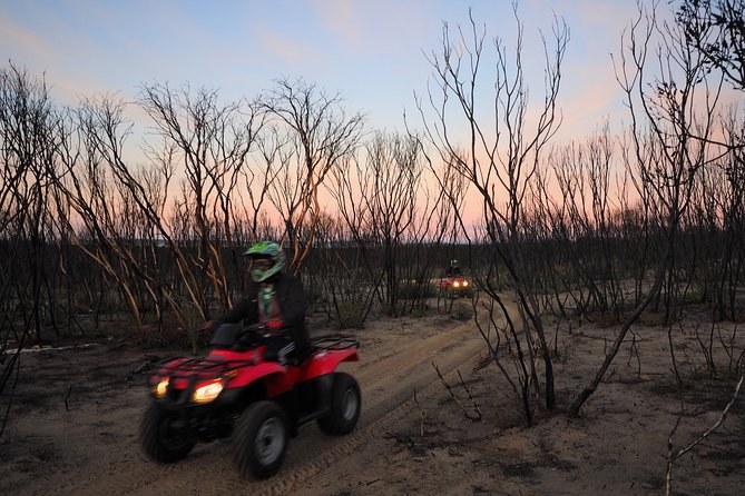 A quad bike rider in a helmet on a sandy track through regrowing burnt bush at dusk