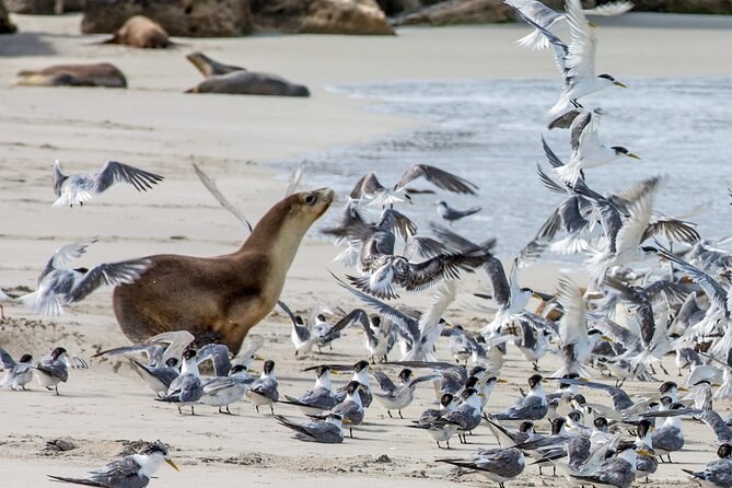 A sea lion lifting its head among a crowd of terns on the sand