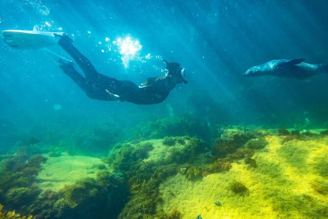 A snorkeller in a wetsuit gliding over green reef beside a sea lion
