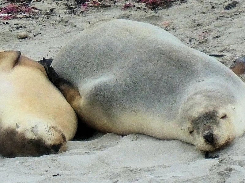 Two sea lions asleep side by side on pale sand