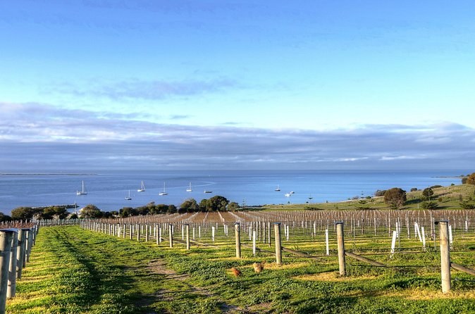 Young vine rows on a grassy slope running down toward a blue bay