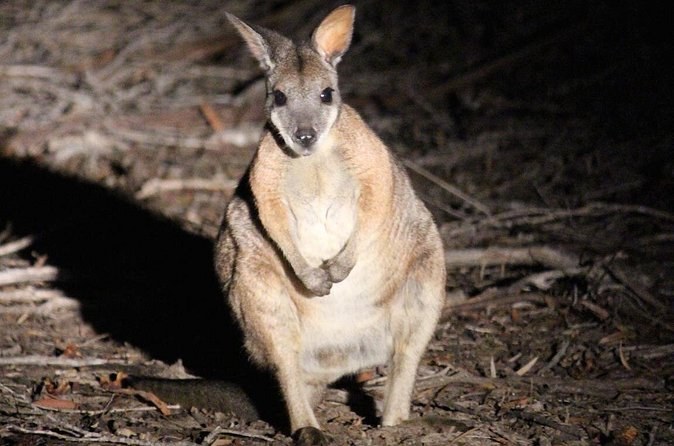 A small wallaby sitting up in torchlight on a dark forest floor
